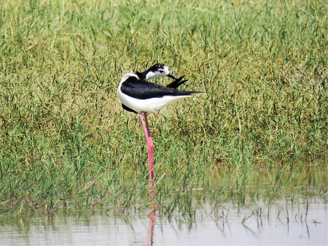 نابودی تنوع زیستی و مهاجرت جمعی با تعلل در آبرسانی به تالاب‌ها