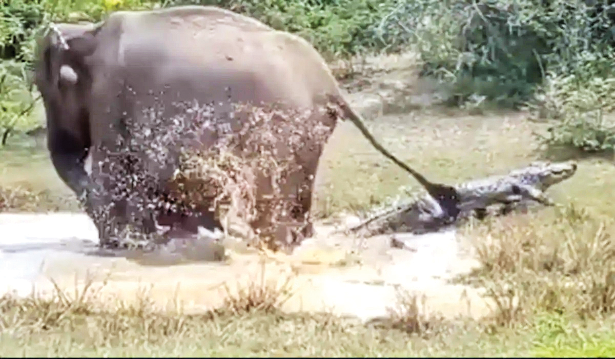 فرار تمساح از دست فیل مادر!