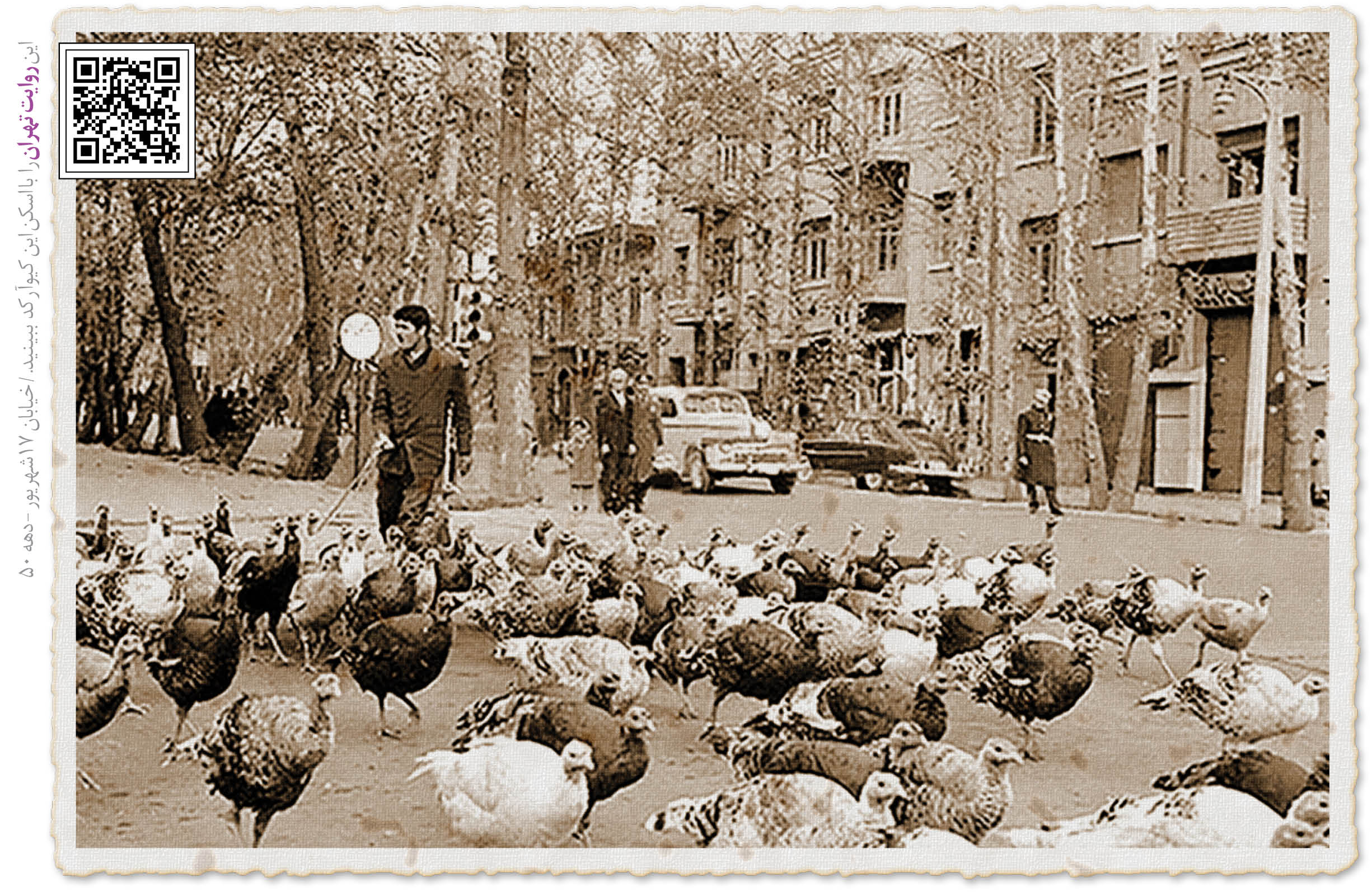 پرنده ای که نخستین بار از ایتالیا وارد تهران شد