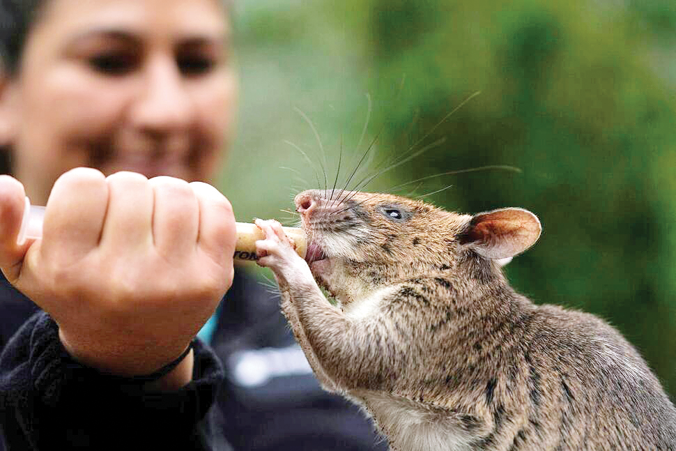 موش‌های قهرمان