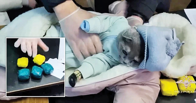 قاچاق مواد با بچه گربه!