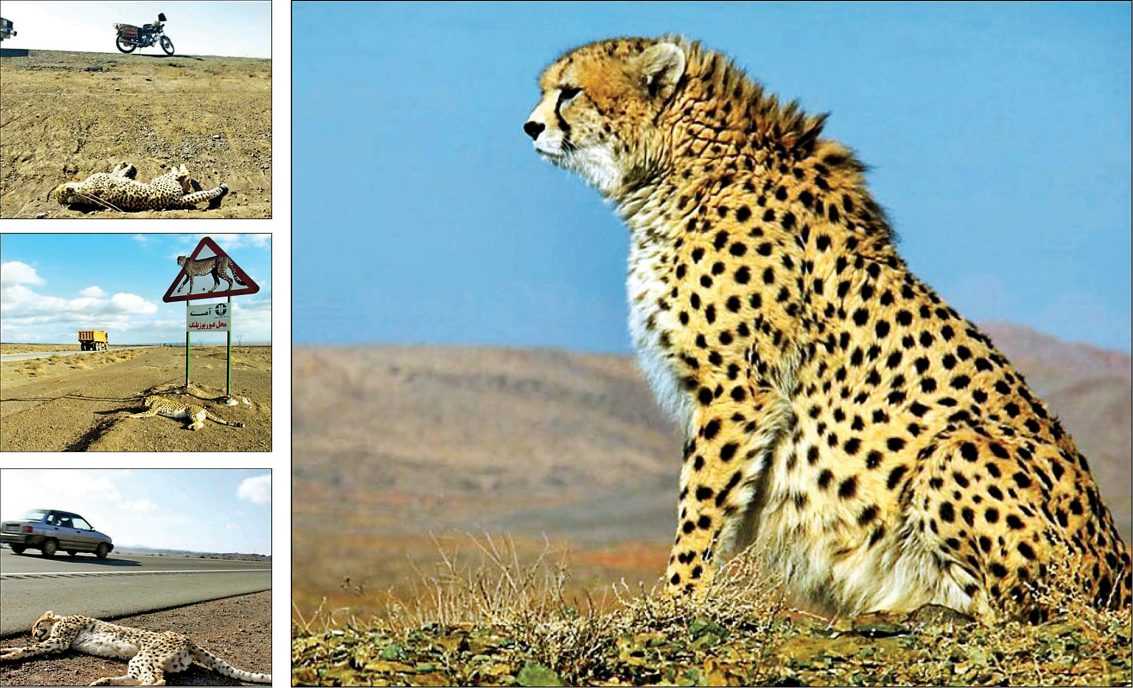 عزم دولت برای ایمنی زیستگاه یوزپلنگ آسیایی