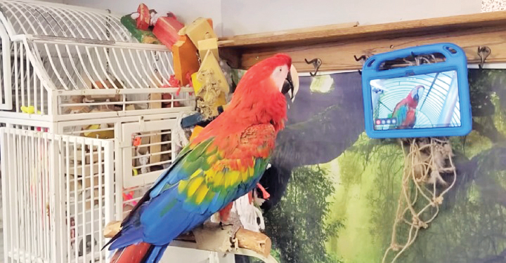 فناوری در خدمت طوطی‌ها