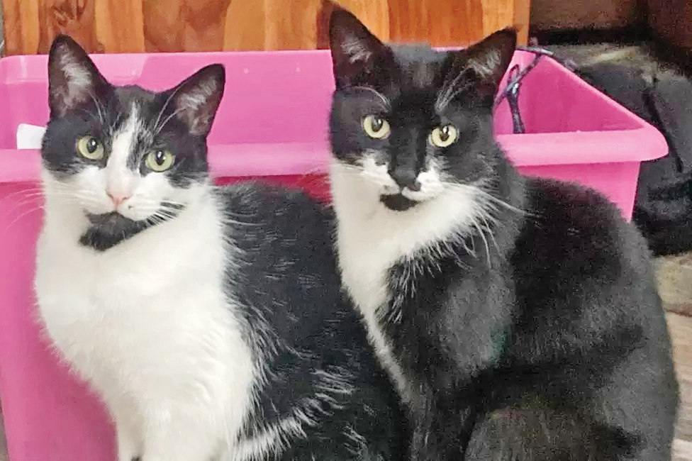 سارق زنجیره‌ای