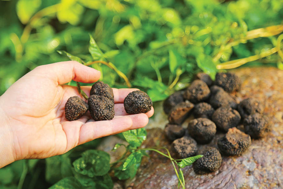 در جست‌وجوی الماس سیاه هیرکانی