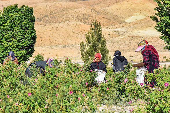 برداشت گل محمدی