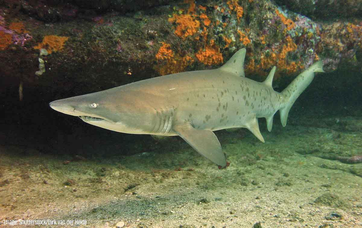 کوسه‌های خلیج‌فارس در مسیر انقراض