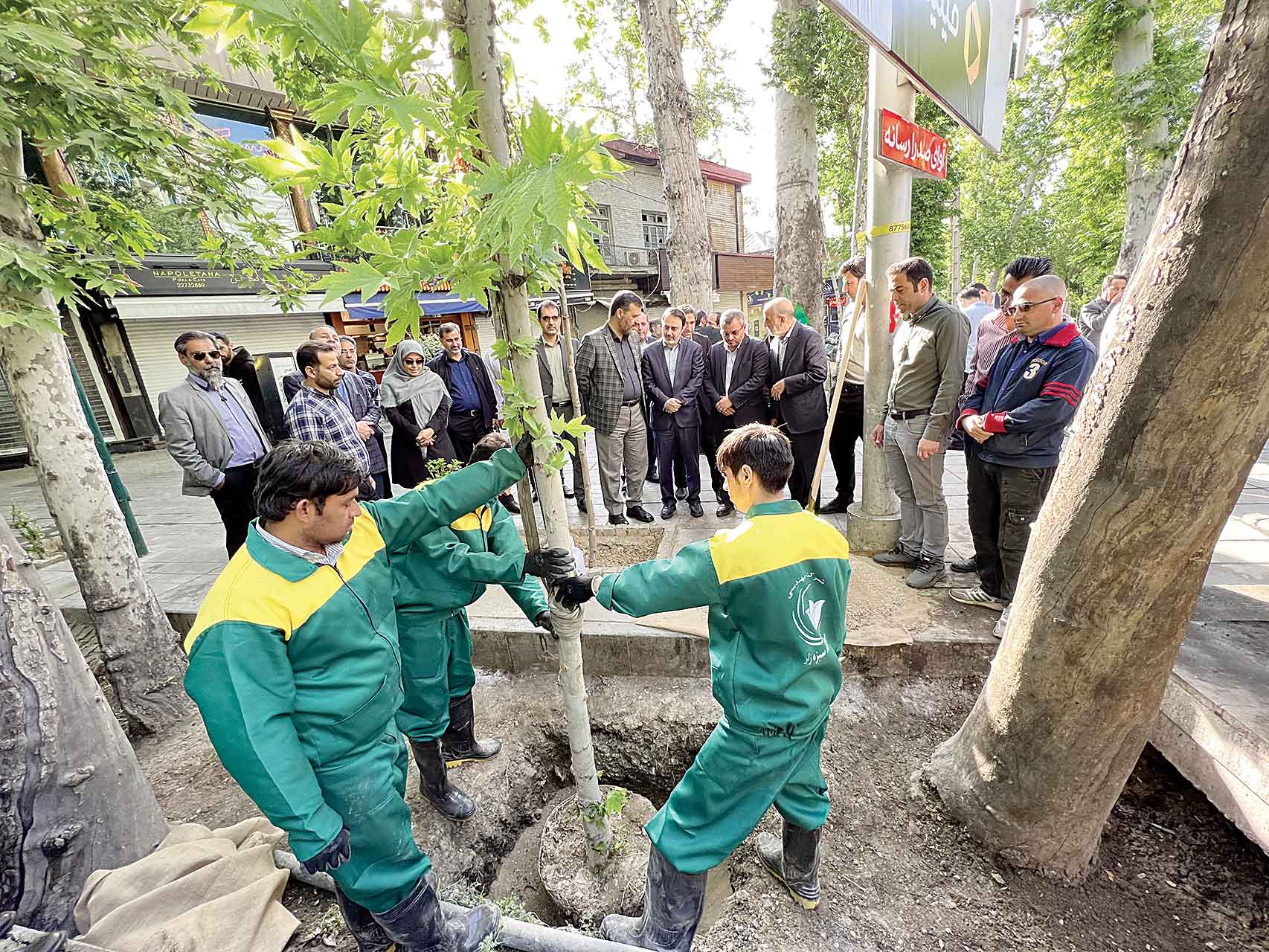 چنارهای خیابان ولیعصر عج جوان می‌شوند