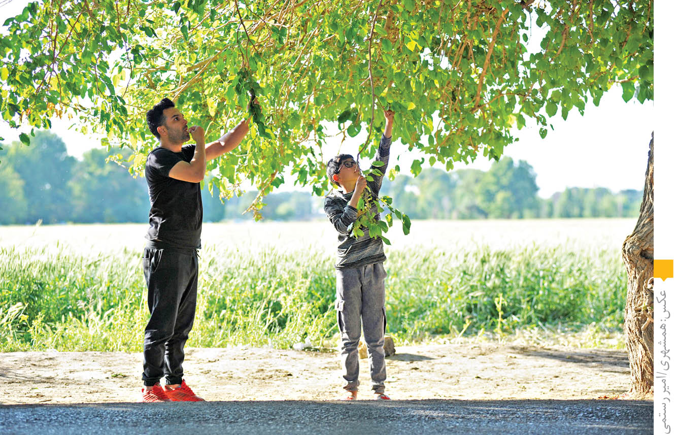 رفاقت با توتستان