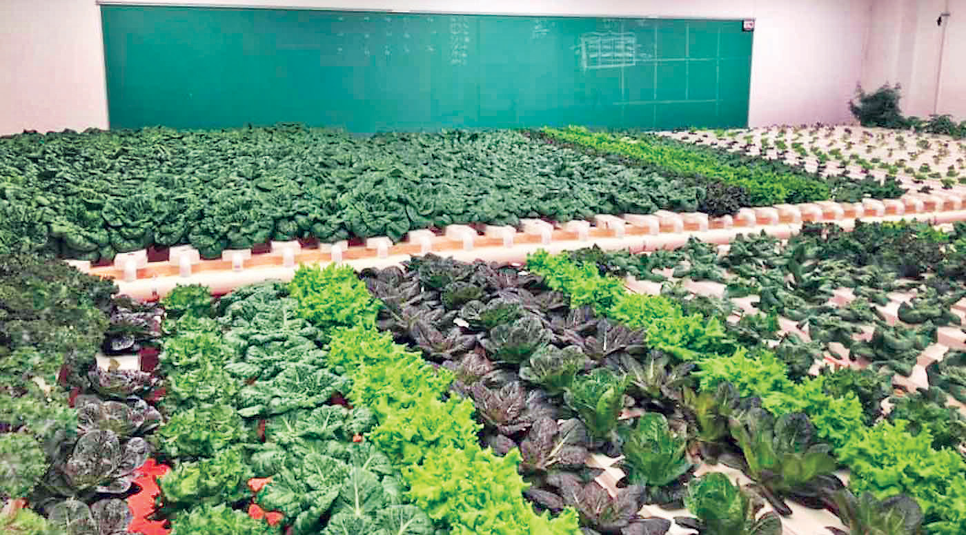 مدرسه سبزیجات