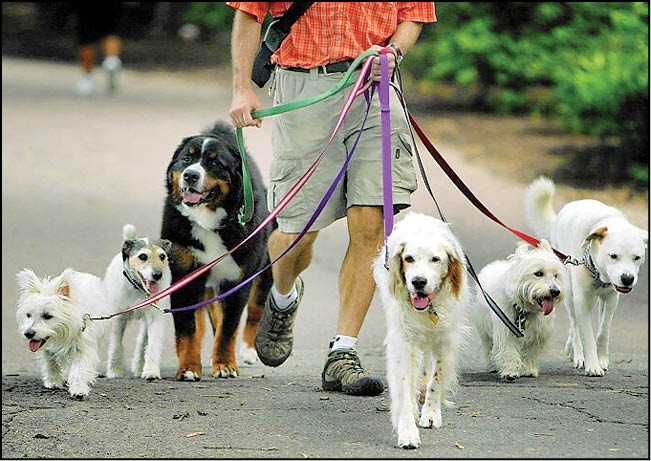 حمله سگ، زندانی شدن صاحبش