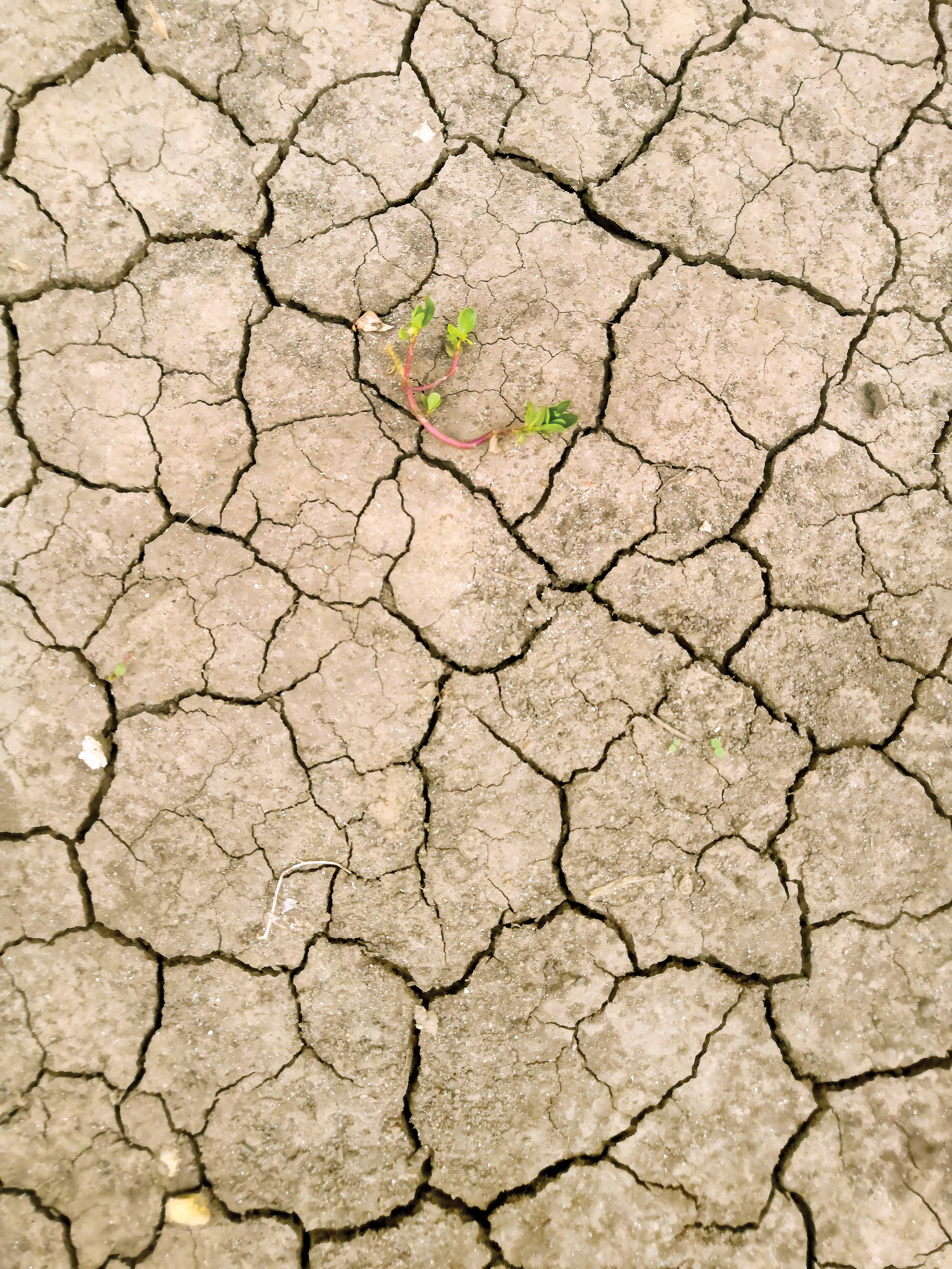 فریب ترسالی