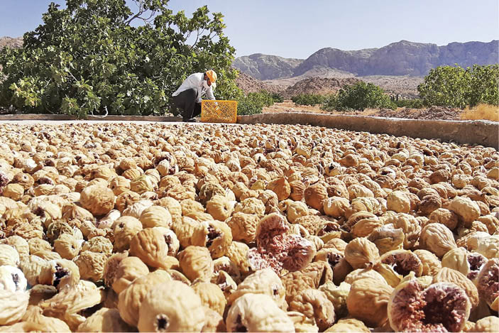 نظام انجیر استهبان در آستانه ثبت جهانی
