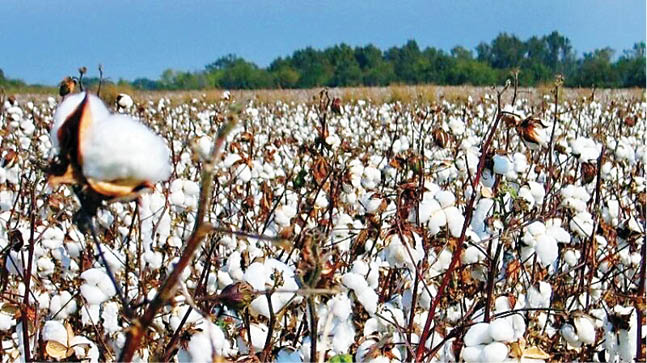 کشت پنبه در شرق مازندران