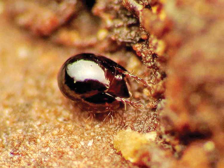 قوی‌ترین جانور دنیا