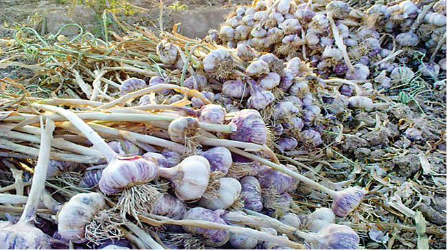 ثبت جهانی سیر همدان