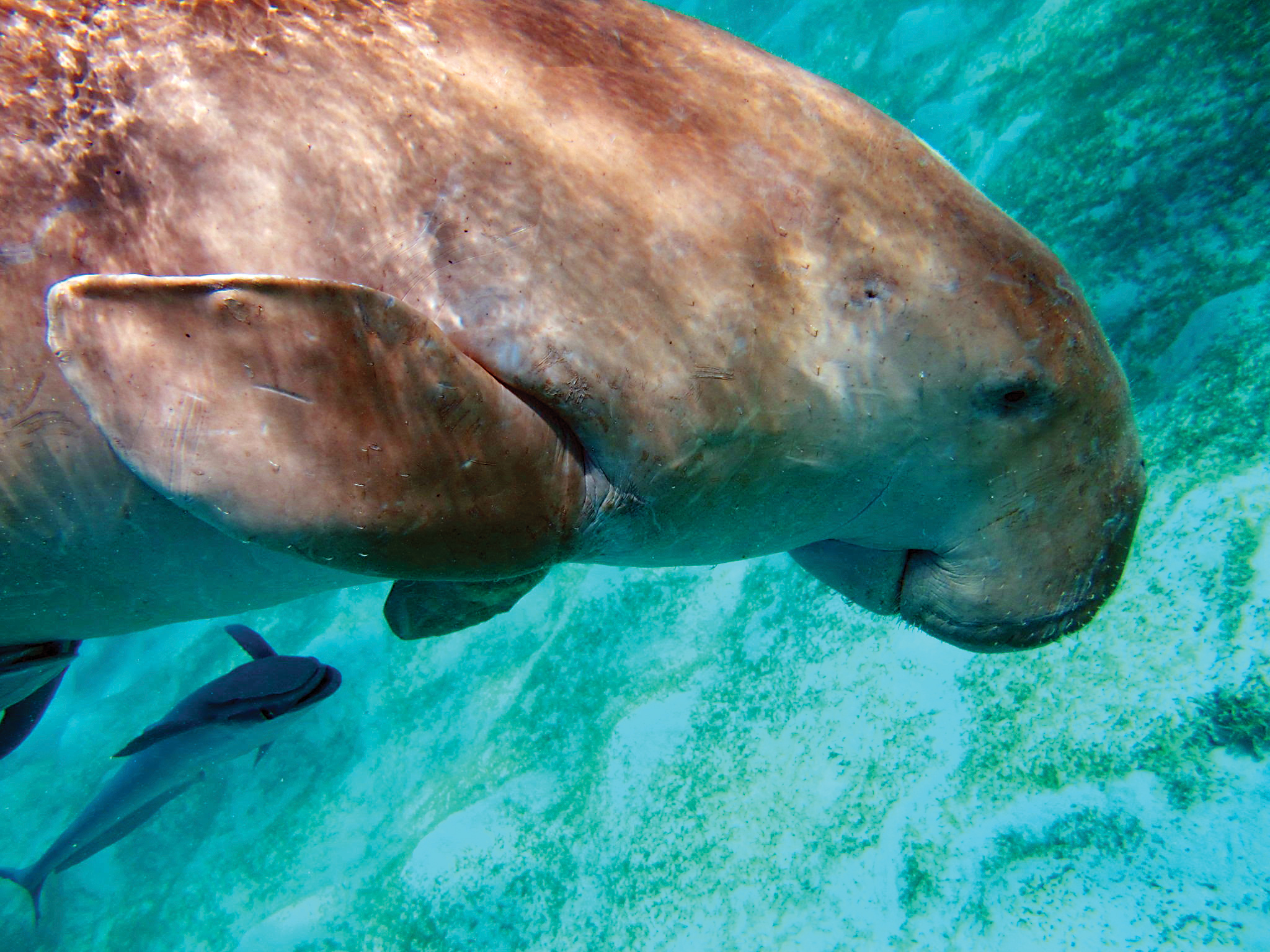 خبر خوش دریایی