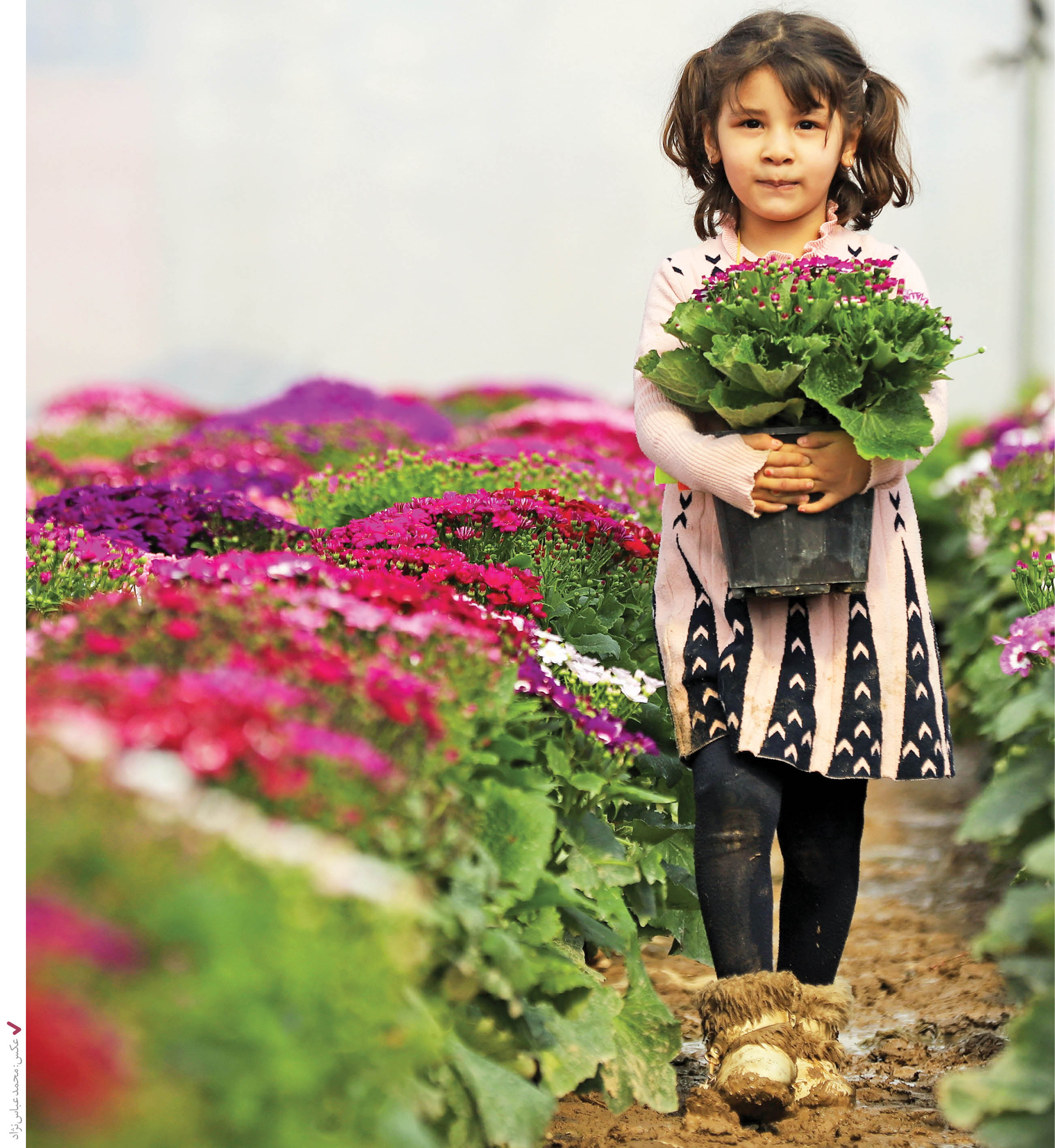 گل عزیز است غنیمت شمریدش