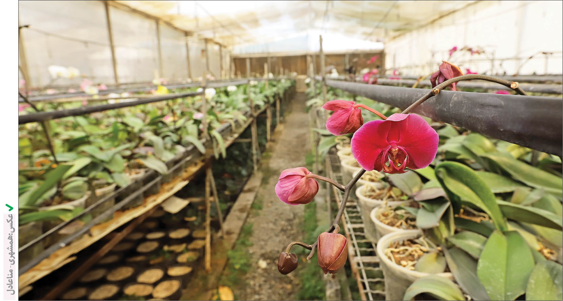 مرکز گلخانه‌ای ایران زمین