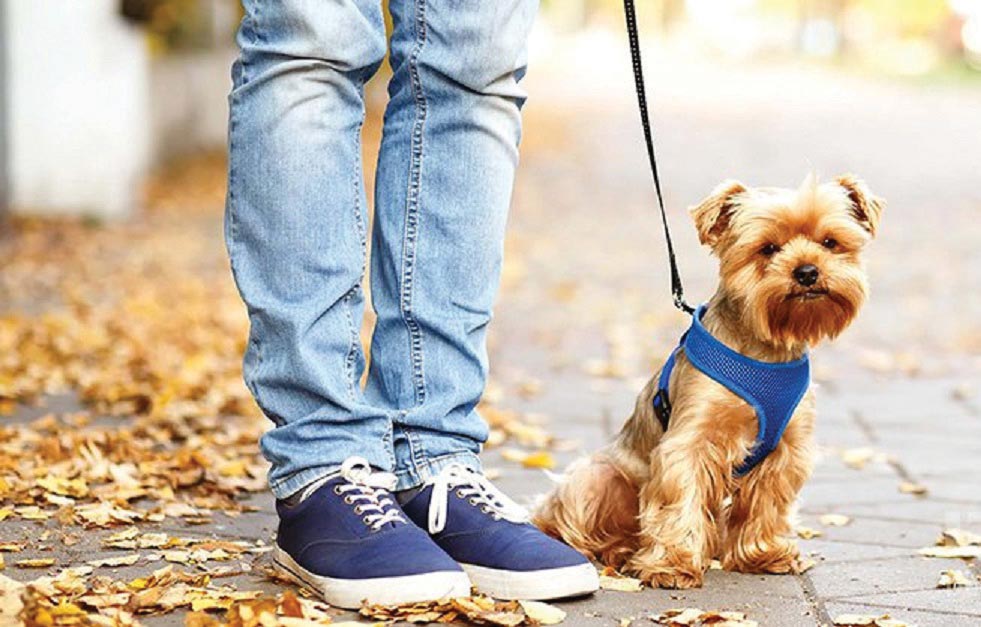 همزیستی با سگ برای باکلاس‌شدن