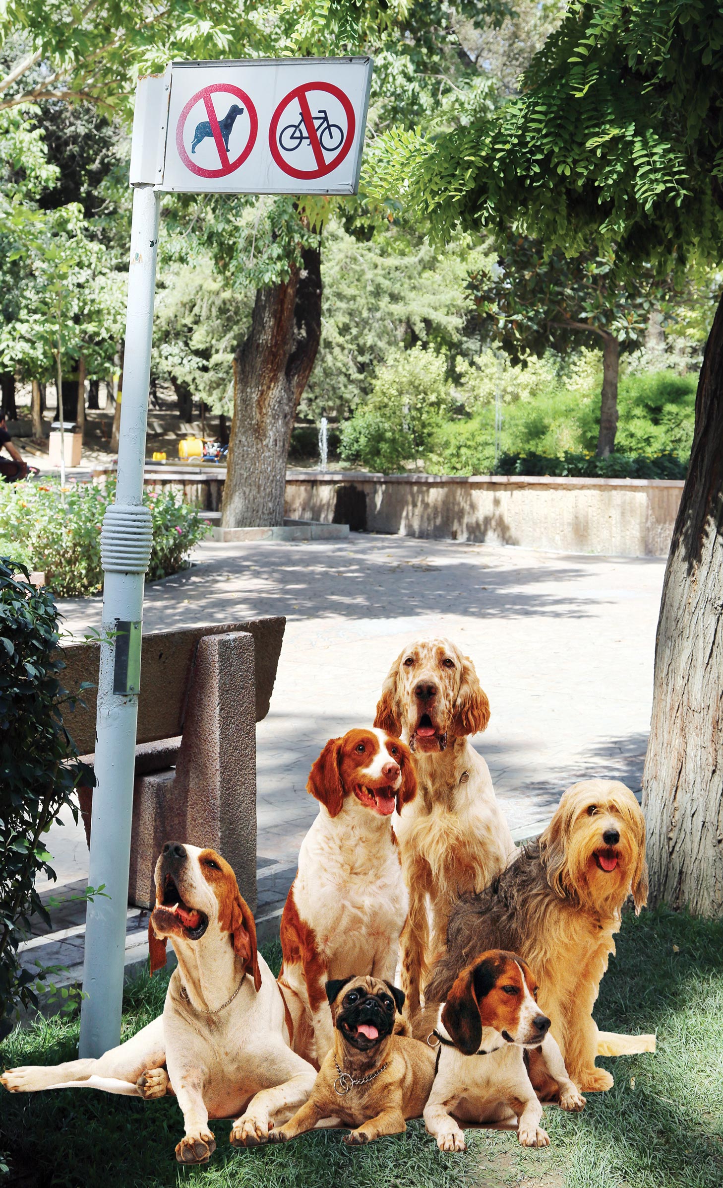 ممنوعیت سگ‌گردانی در پارک‌های تهران