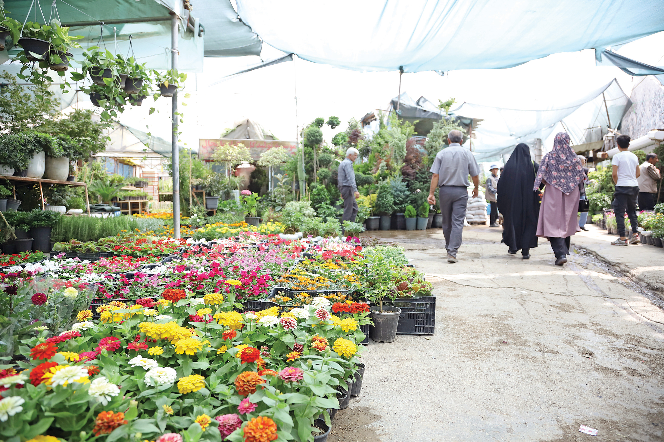 با ما در بازار گل شهید محلاتی قدم بزنید