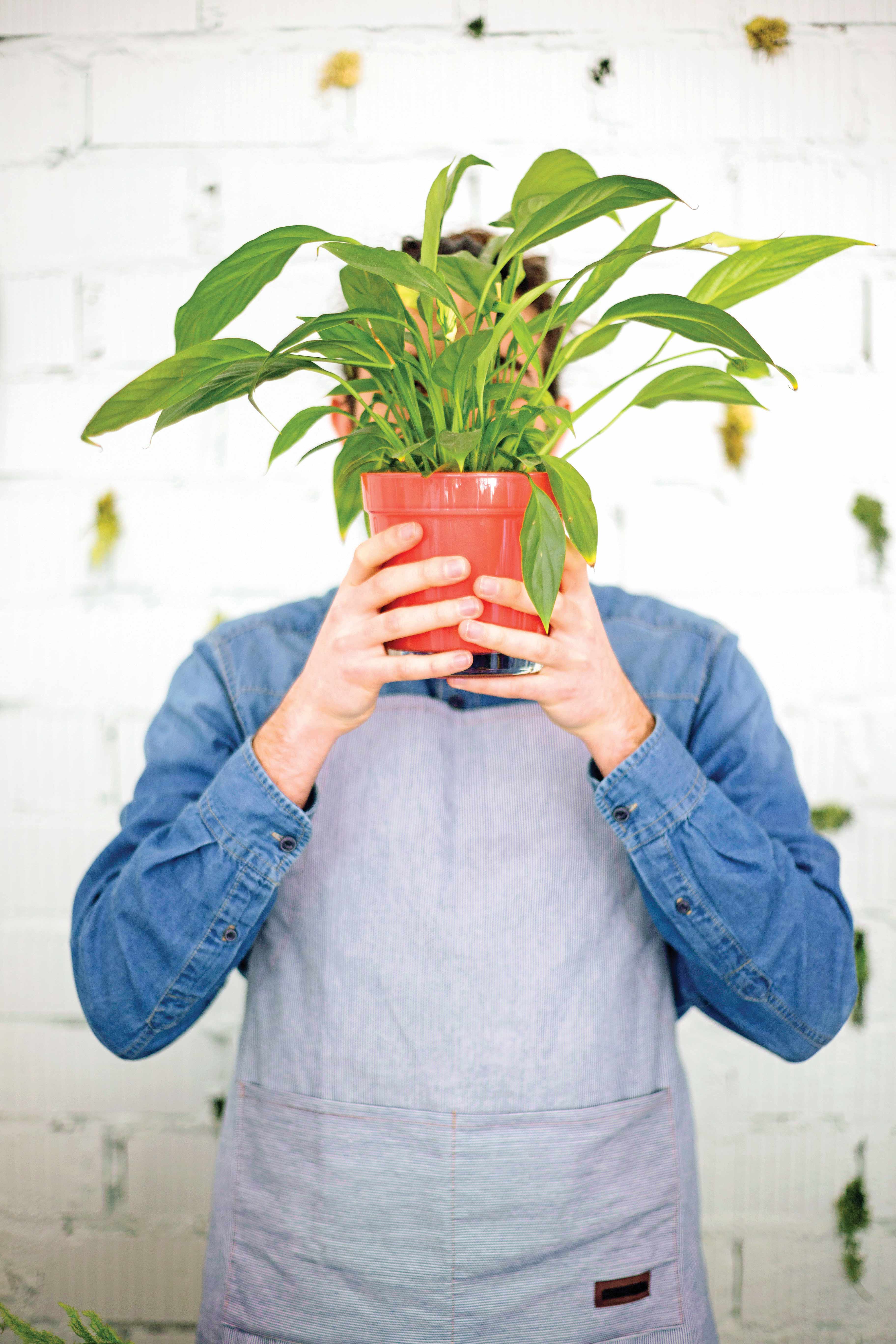 6خاصیت شگفت‌انگیز گیاهان آپارتمانی