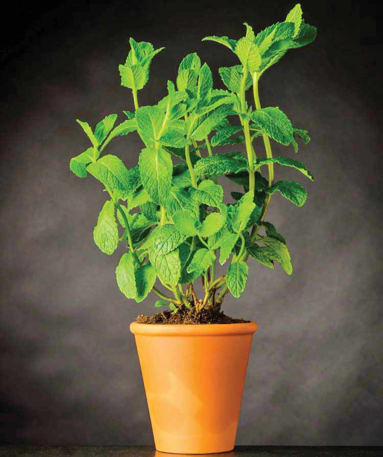 10قدم تا بوی خوش نعناع در خانه