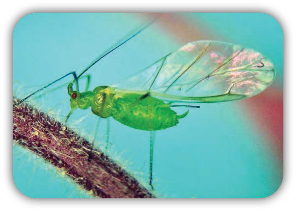 نیویورک، شهر شته‌ها