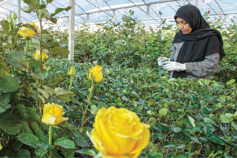 پرورش رز هلندی