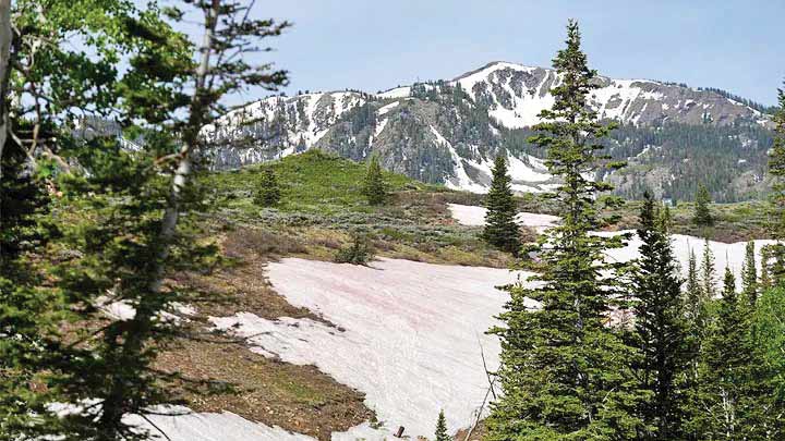 برف هندوانه‌ای