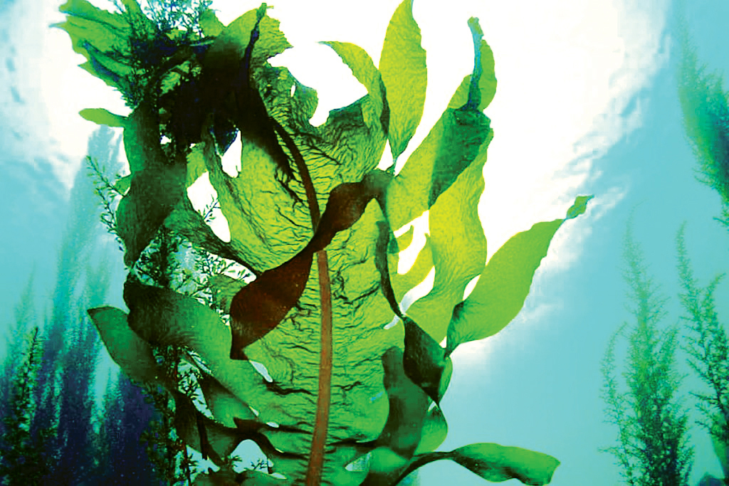 کاسبی جلبکی