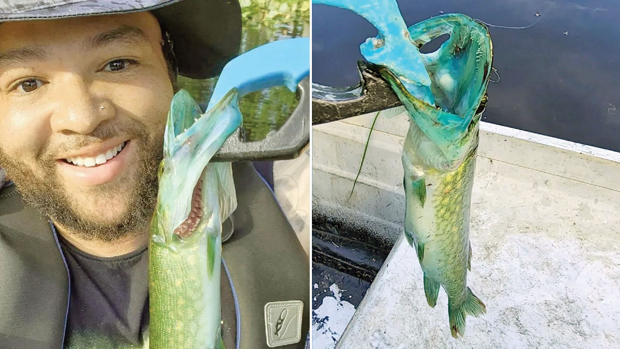 ماهی دهان آبی