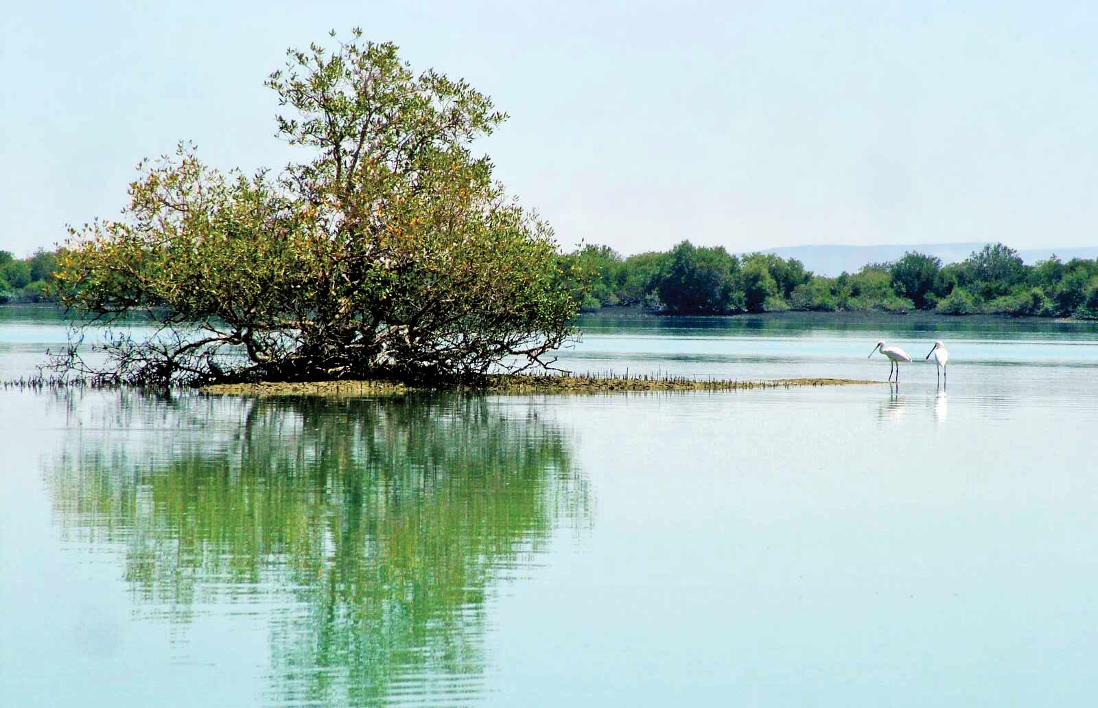 کاشت 8میلیون نهال مانگرو در 30سال