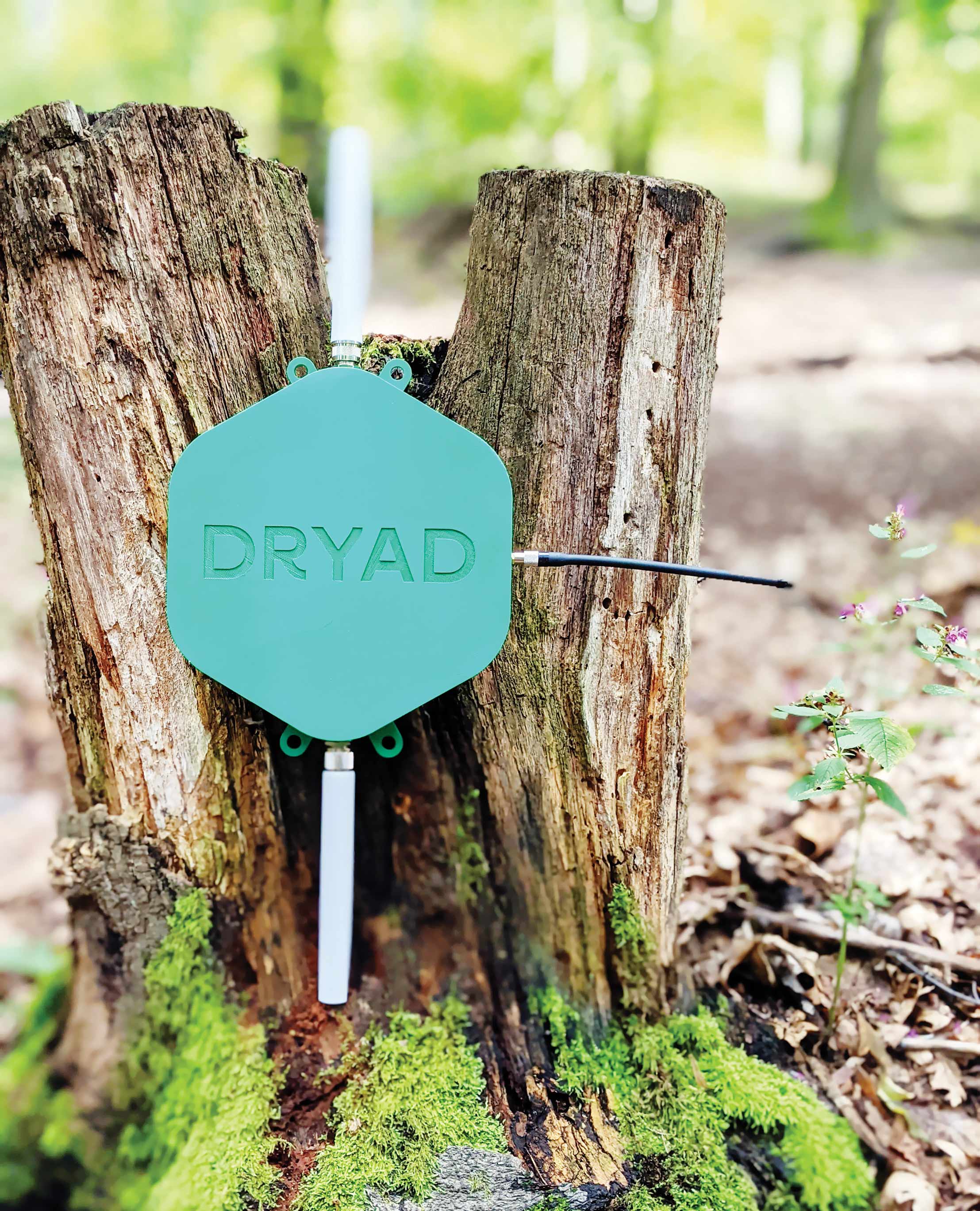 حرارت‌سنج جنگلی