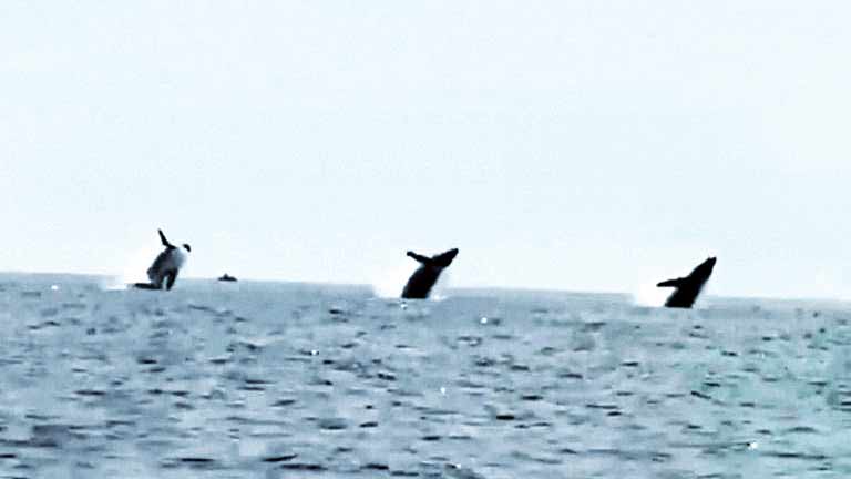 شنای موزون نهنگ‌ها