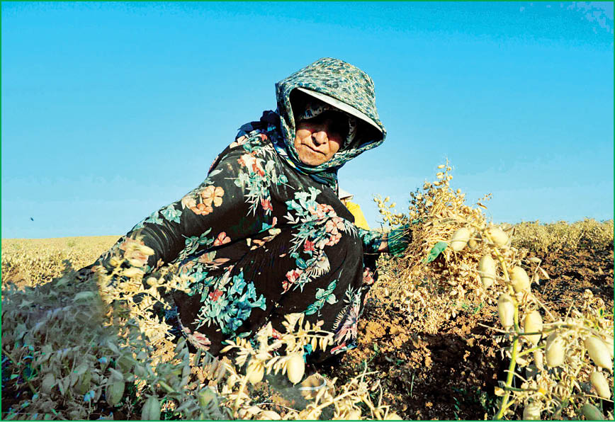 برداشت نخود در دلفان