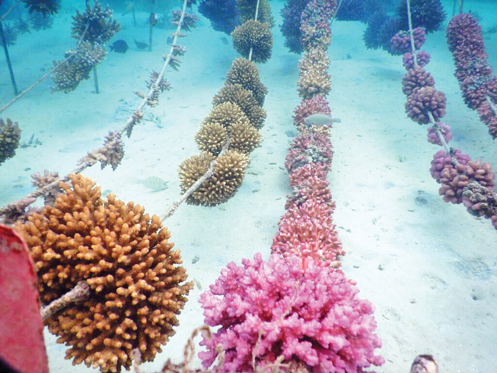 مجسمه‌هایی برای کف اقیانوس‌ها