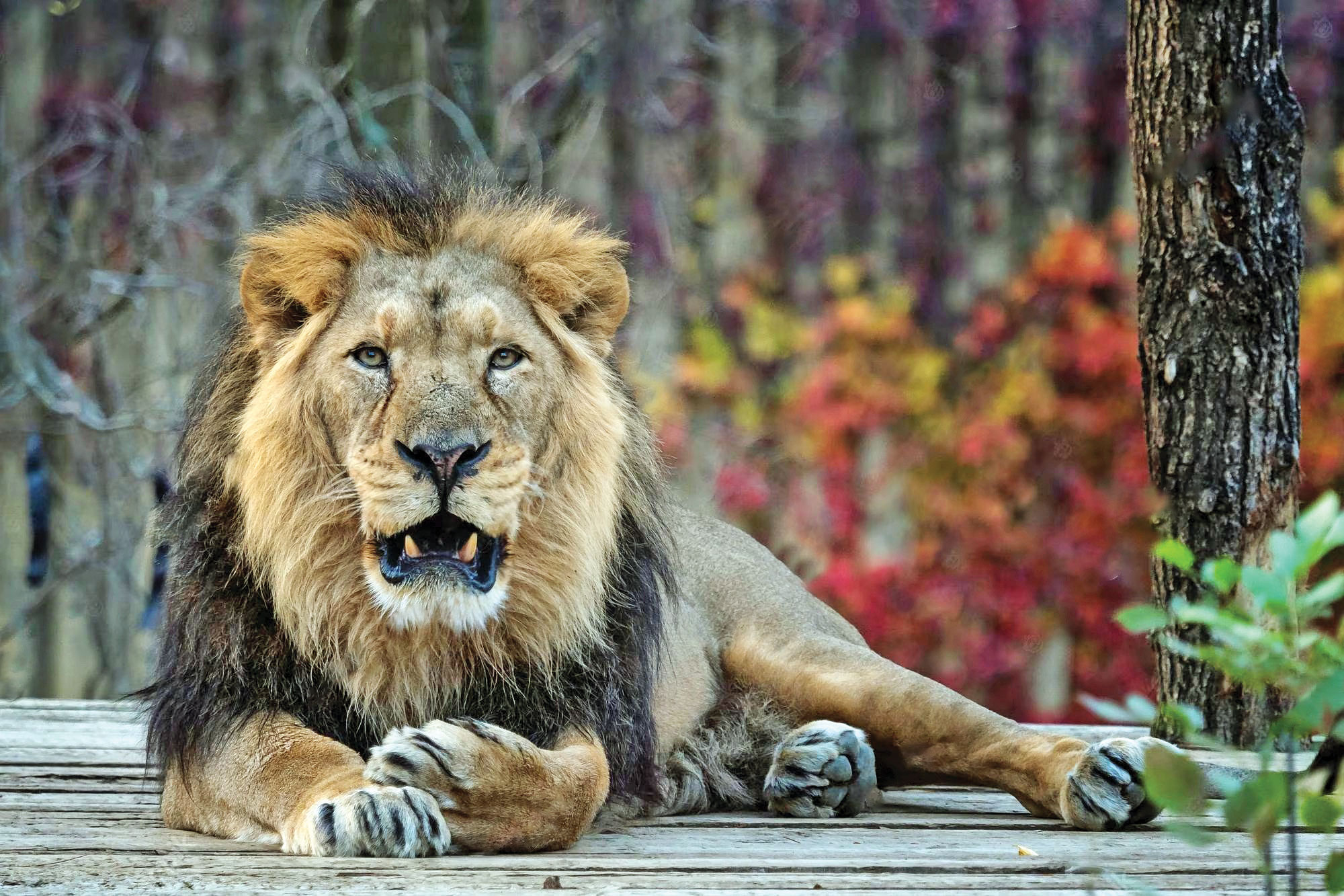 شیر ایرانی منقرض نشده است