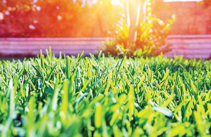 مدیریت در عرصه‌های چمن‌کاری از نیاز تا اقتضا