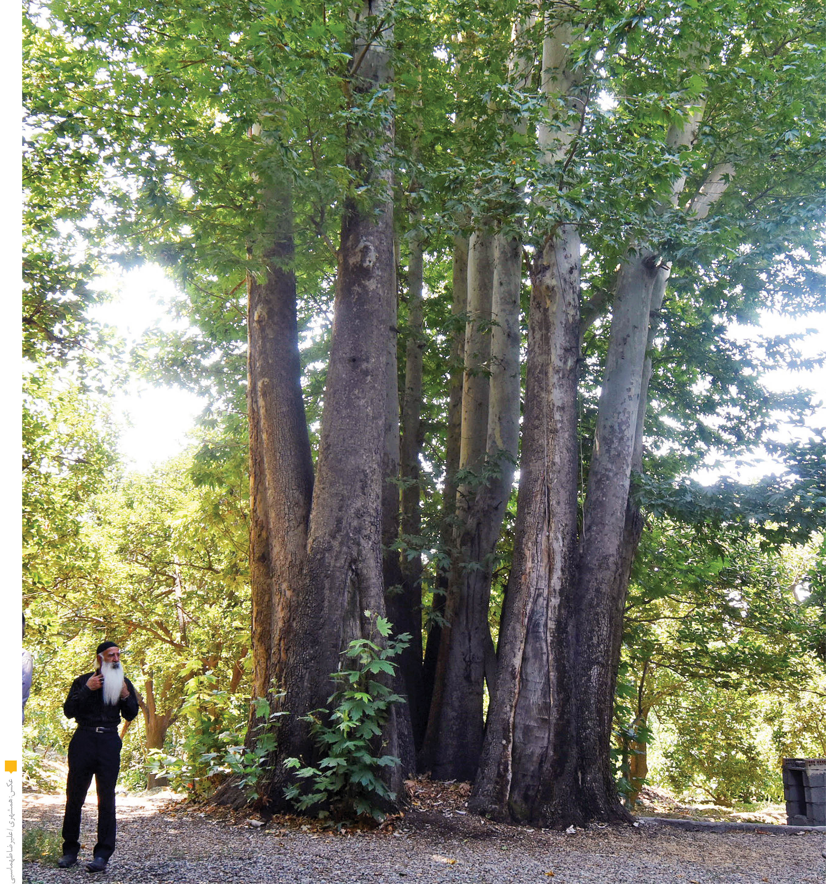 چل‌چنار های آسمان شهر ما