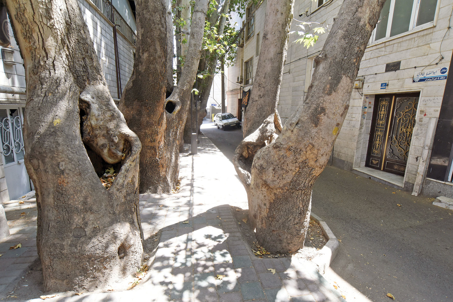 این تهران بود که چنار را انتخاب کرد