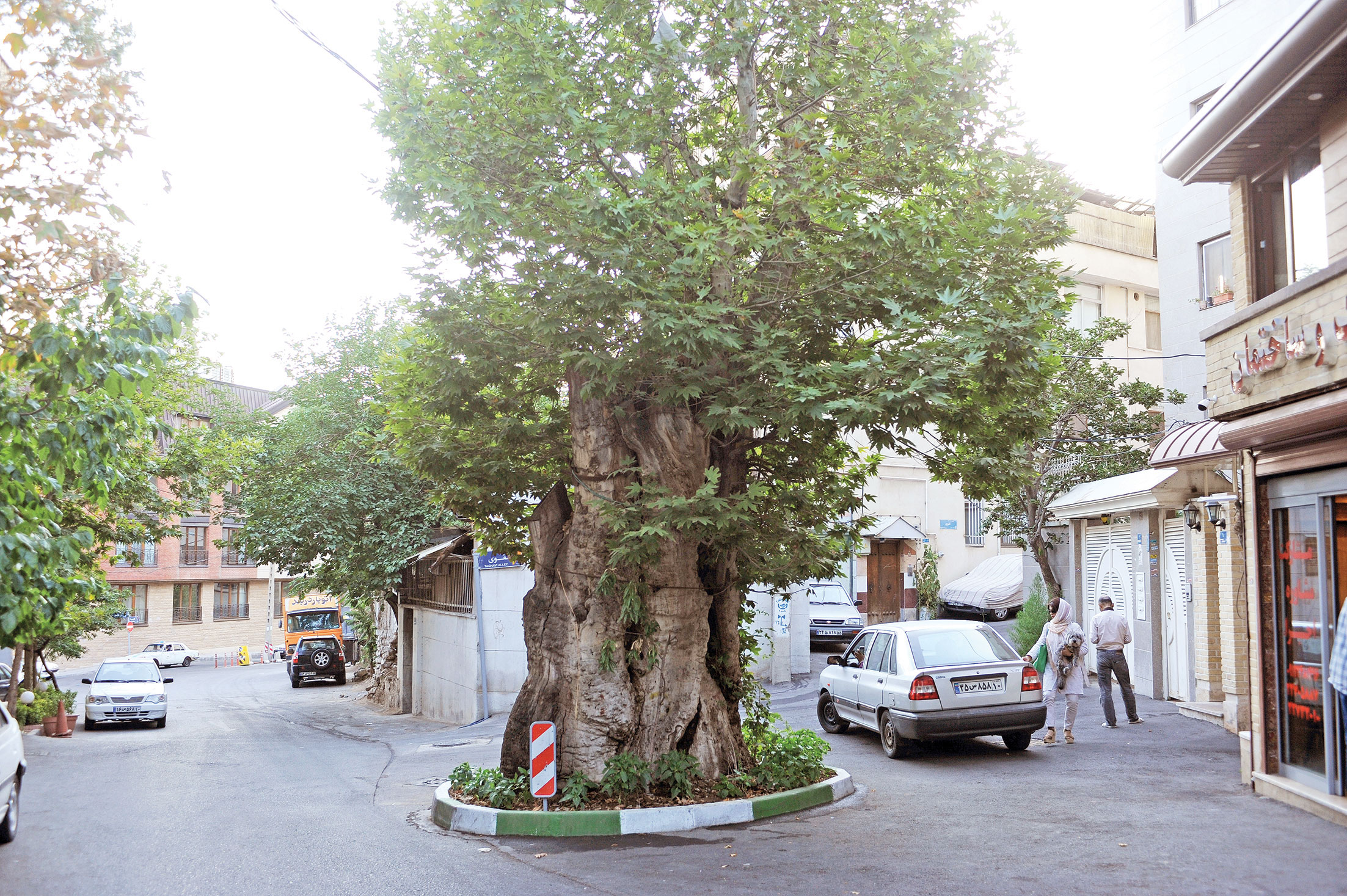 آنچه باید درباره چنارهای شگفت‌انگیز شمال تهران بدانید