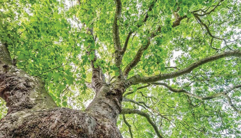 قصه دو یار غار