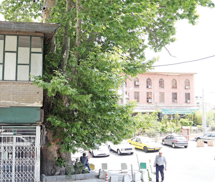 نماد زنده یک شهر