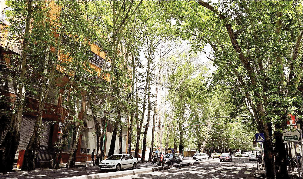 چرا حال چنارهای خیابان ولیعصر‌ عج‌ خوب نیست؟