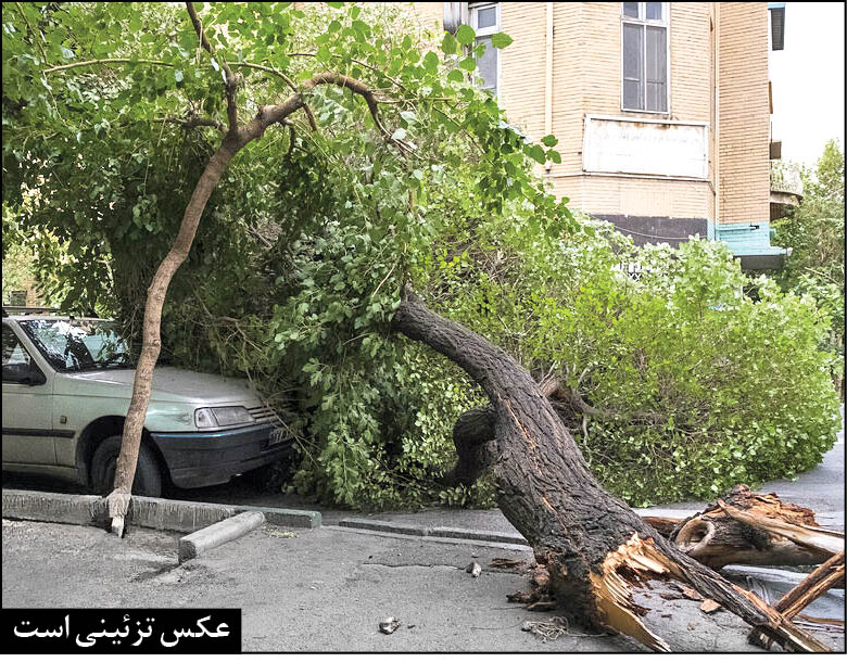 درختان پوسیده؛ تهدیدی برای شهروندان