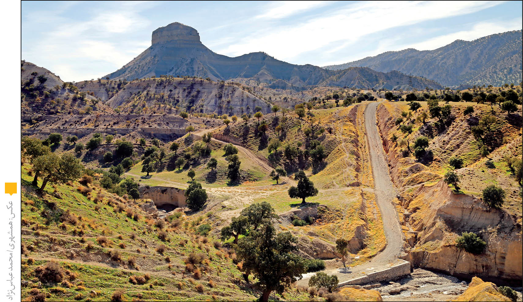 بلوط‌ها ایستاده می‌میرند