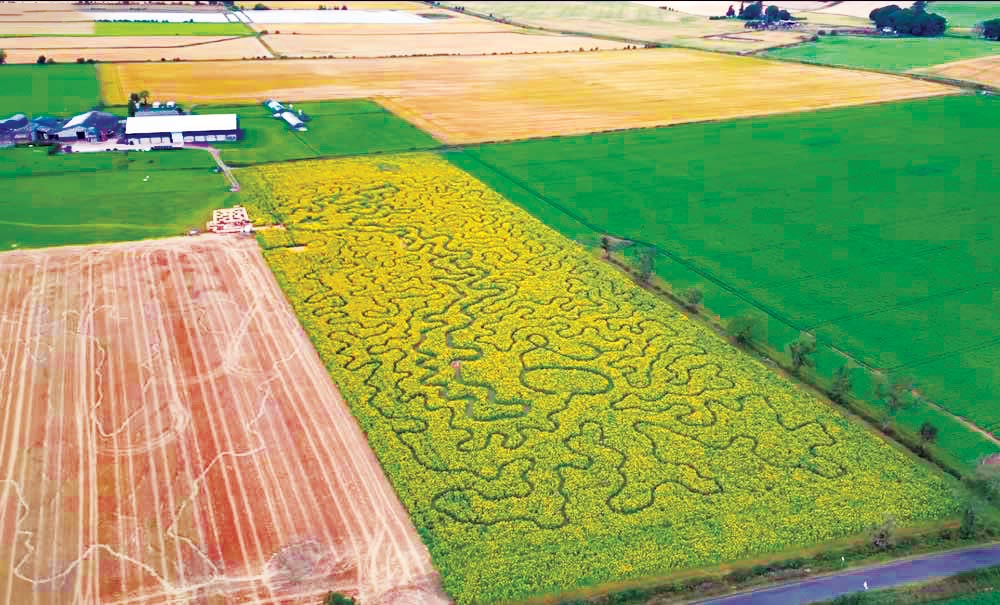 آفتابی به وسعت 13 هکتار