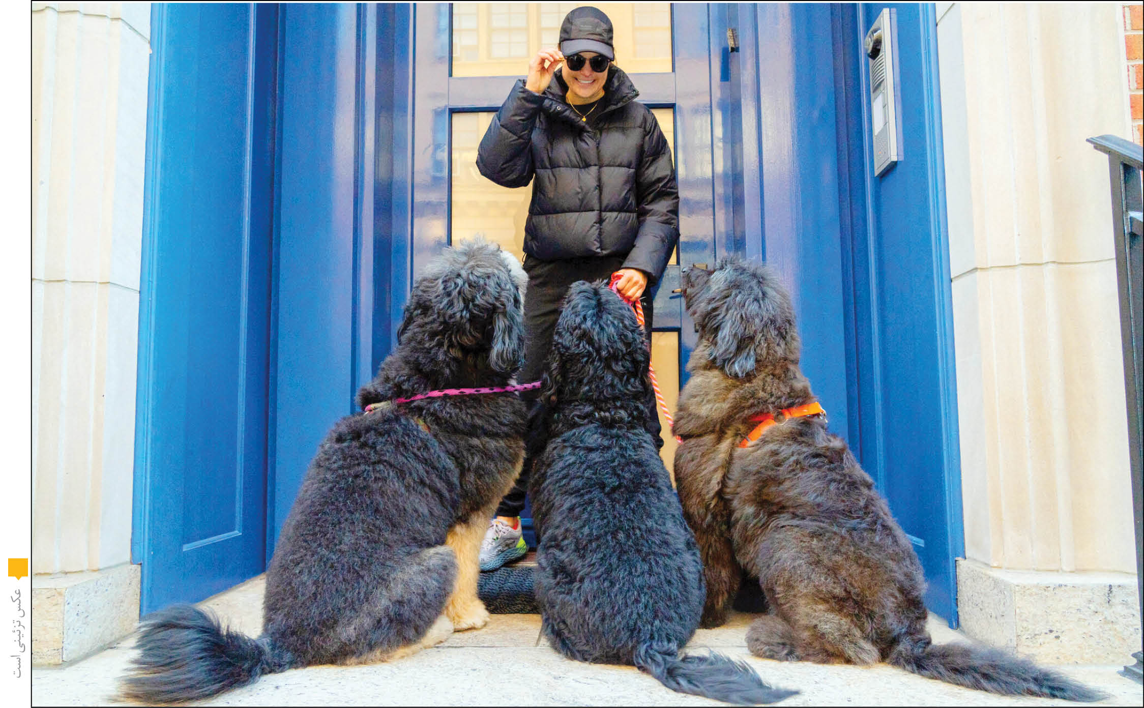 آمار اشتباه خانم سفیر از زندگی سگی